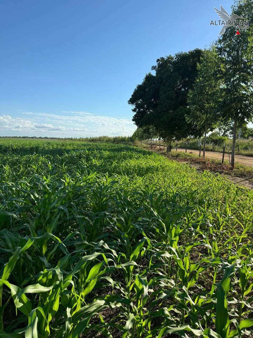 Imagem Fazenda em São Romão MG