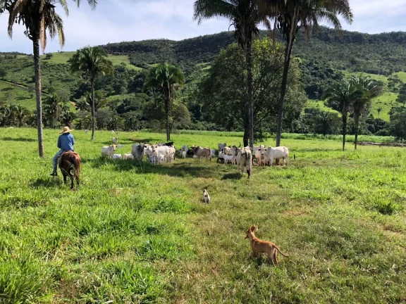 Imagem Fazenda à venda em Cocalzinho de Goiás/GO
