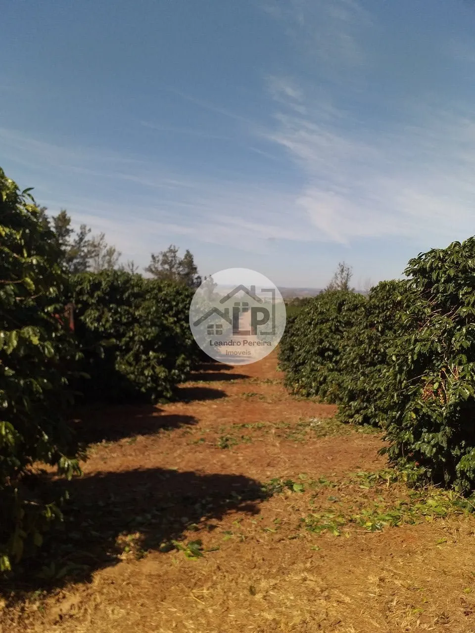 Imagem Fazenda de Café à Venda na Região do Alto Paranaíba - Minas Gerais