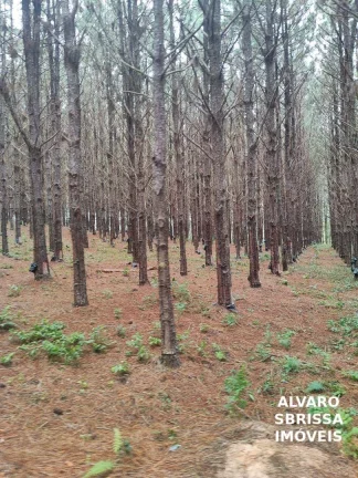 Imagem EXCELENTE FAZENDA COM PINUS A VENDA NA REGIÃO DE ITAPETININGA-SP