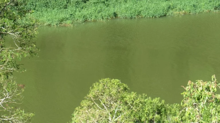 Imagem Sítio / Chácara para Venda em Concórdia, Rural, 3 dormitórios, 1 banheiro