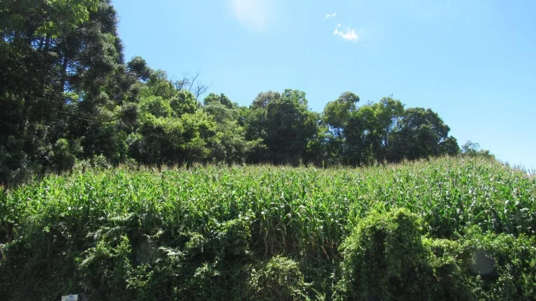 Imagem Terreno para Venda em Concórdia, Primavera