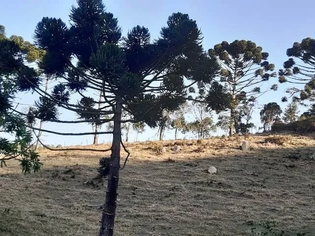 Imagem Chácara à venda 170000M², Paraibuna, Cunha - SP