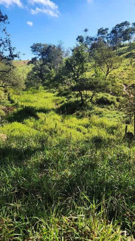 Imagem Vende-se excelente terreno em Bonfim/MG com Área total de 23 hectares, toda formada