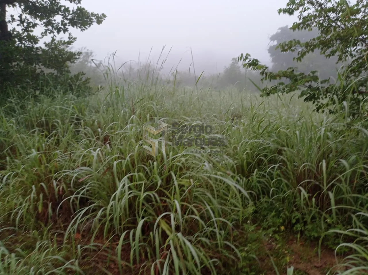 Imagem Fazenda à venda - 700000m² - Floriano-PI