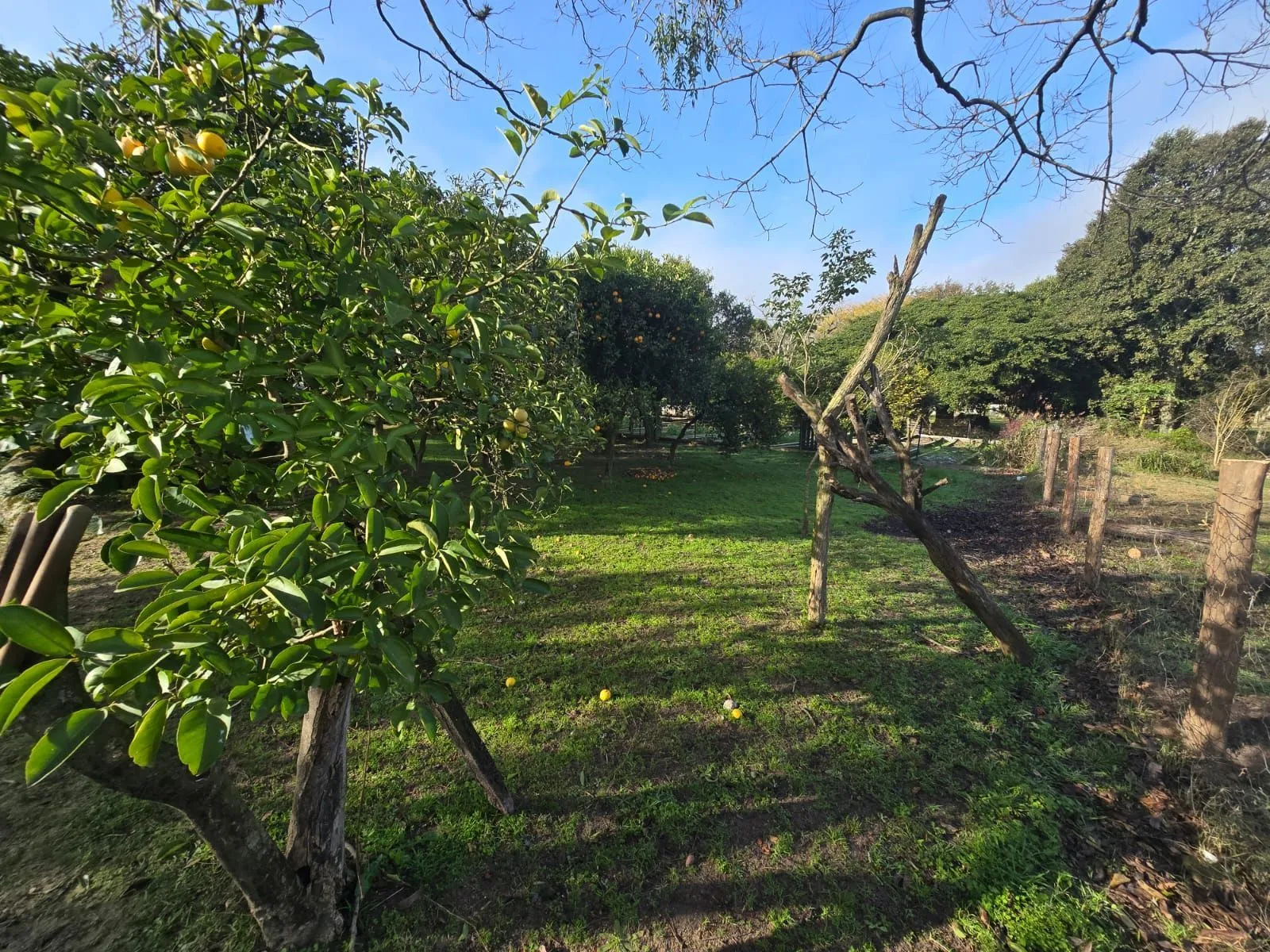 Imagem Sitio na Restinga com 2 casas e ótima oportunidade para investimento