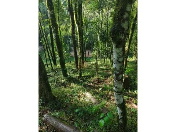 Imagem Sítio GUAÍBA - RS