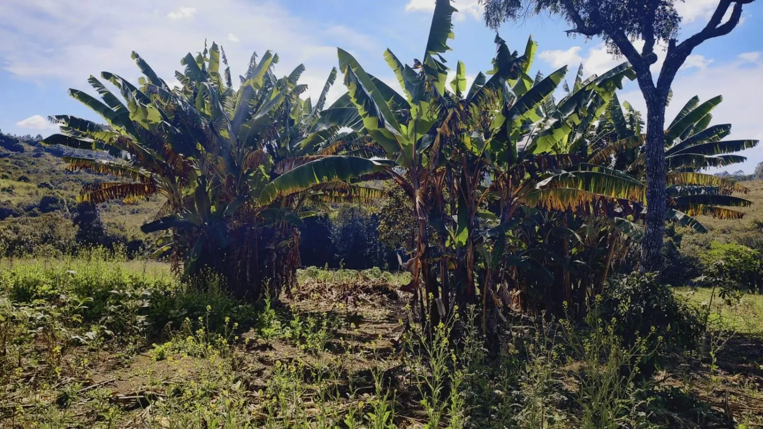 Imagem Excelente Terreno à Venda em Desterro de Entre Rios: 15 Hectares Totalmente Plano