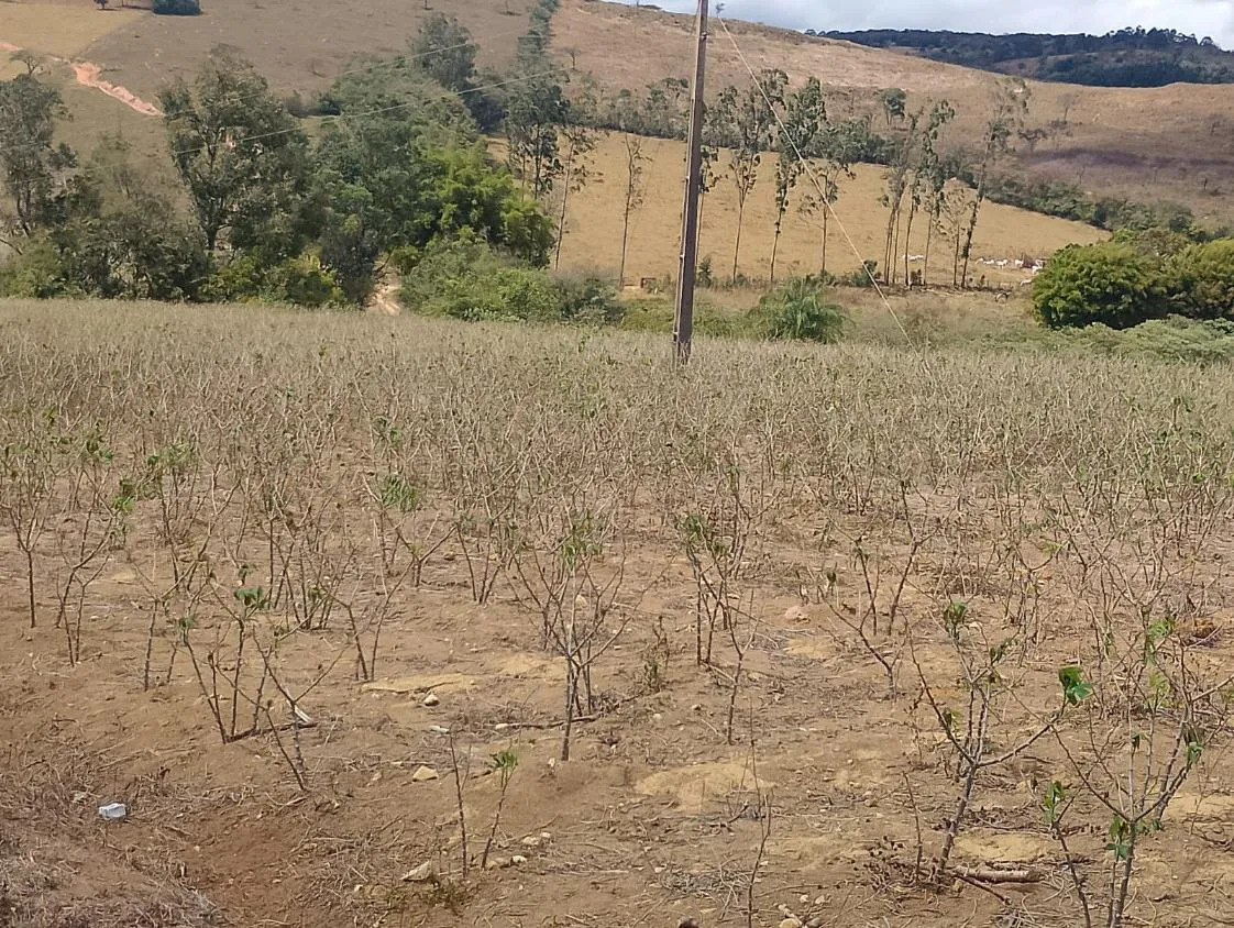 Imagem Vendo um excelente sítio em Piedade dos Gerais/MG, com 5,6 hectares (56.000 m²)