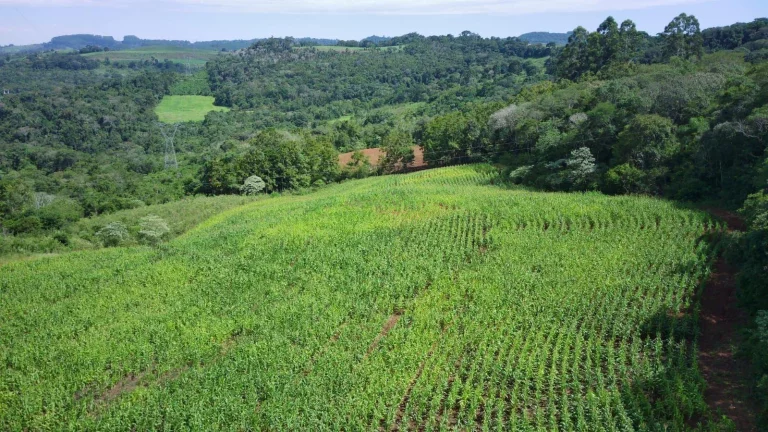 Imagem Área Agrícola para Venda em Concórdia, Rural