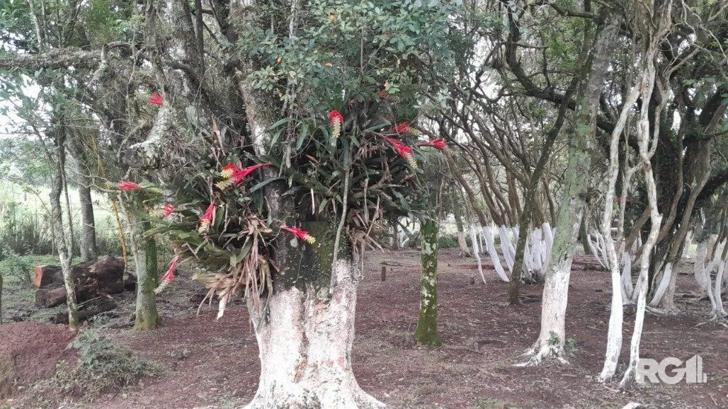 Imagem Terreno em Costa do Ipiranga