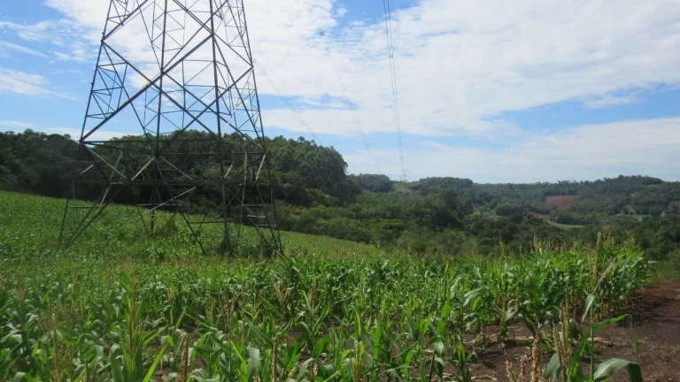 Imagem Área Agrícola para Venda em Concórdia, Rural