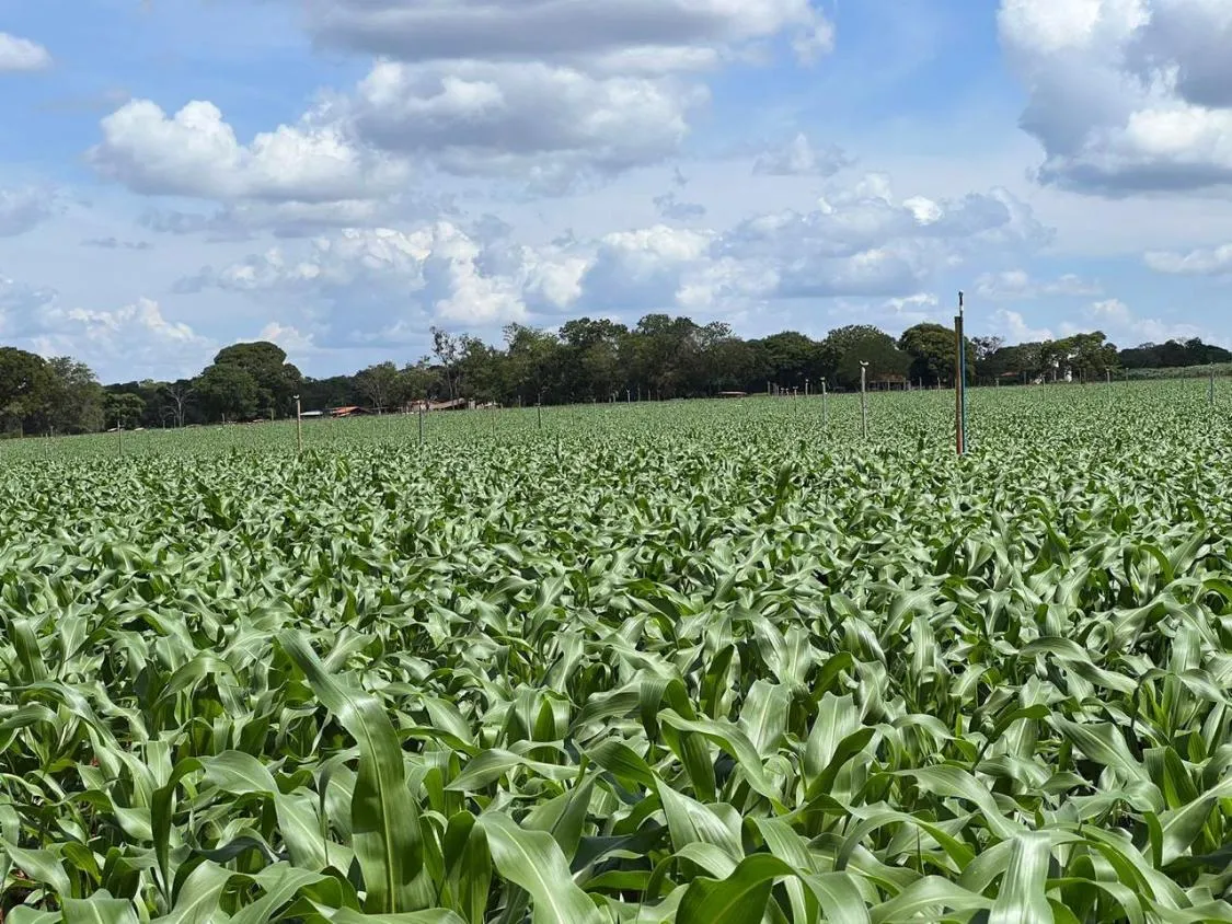 Imagem FAZENDA À VENDA EM FELIXLÂNDIA/MG | 105 HECTARES