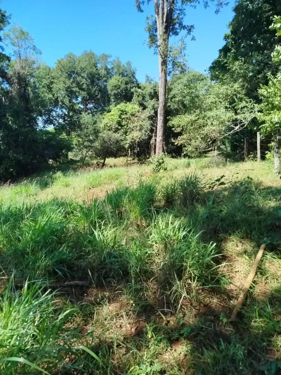 Imagem Fazenda à Venda, 28 Alq. GO em Área Rural de Itumbiara - Itumbiara