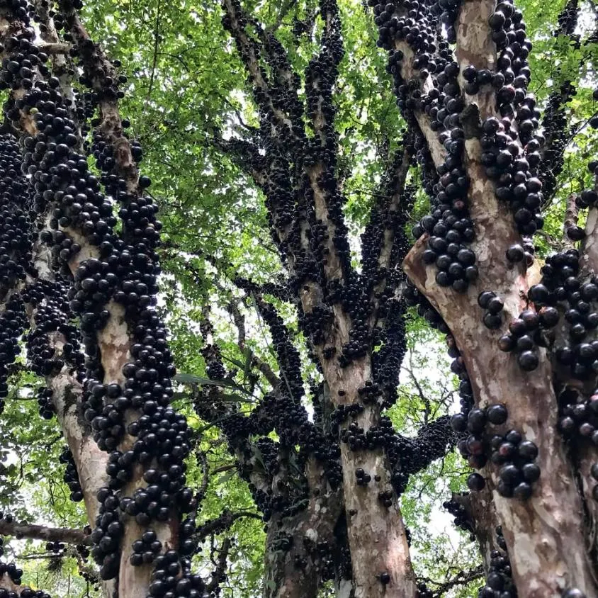 Imagem Vendo um excelente sítio em Betim/MG com 4,9 hectares