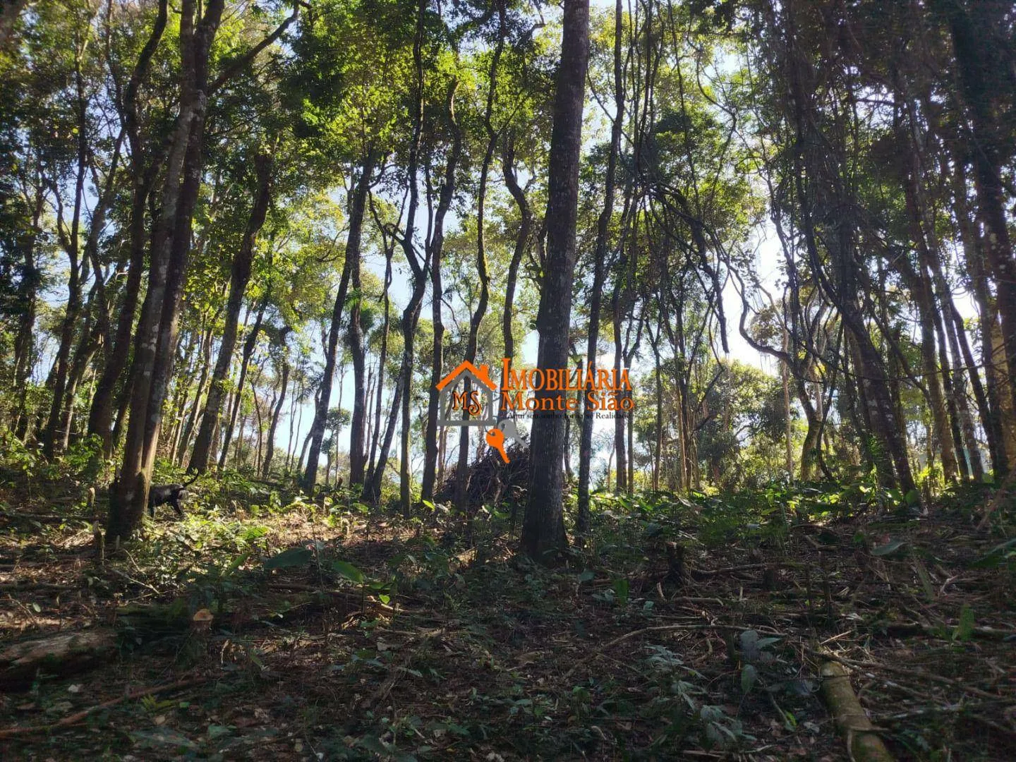 Imagem Terreno à venda, 3.068m² por R$ 212.000 - Parque Santos Dumont - Guarulhos/SP