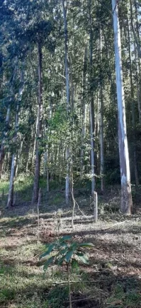 Imagem Área Agrícola para Venda em Ipumirim, Interior