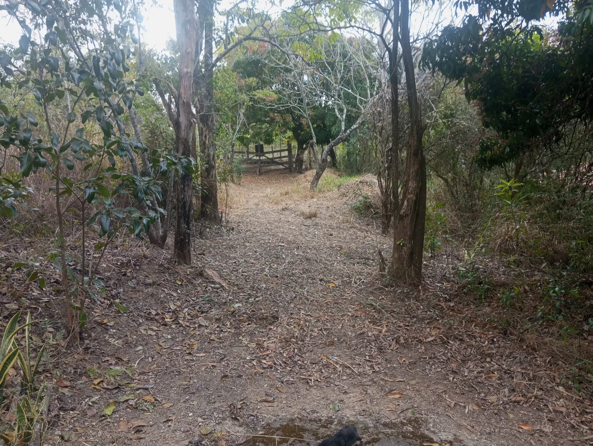 Imagem Chácara com 3 Quartos à Venda, 5.000 m² em Ravena - Sabará