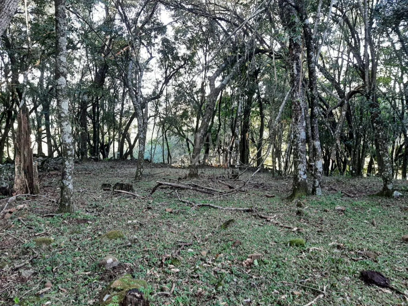 Imagem Área de 10 hectares para venda em São Francisco de Paula