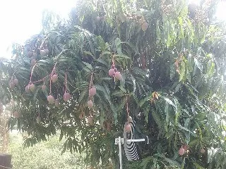 Imagem Chácara à venda em Mairinque Sp, chácara em Mairinque SP