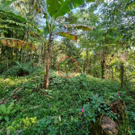 Imagem Lindo terreno na Beira Rio, com 1500 mt com patamar e area de preservaçao.