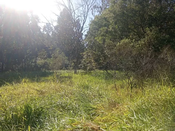 Imagem Excelente Área para Investimento - 29 Hectares, Pimenta, Viamão/RS