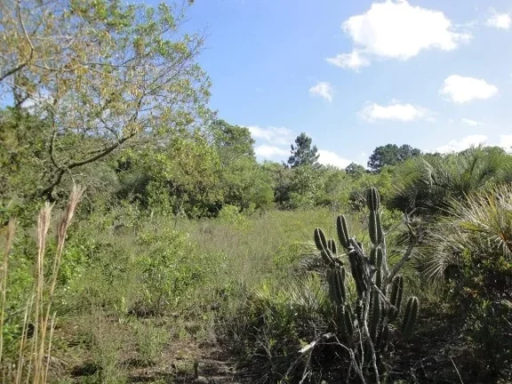 Imagem Área de 4 Hectares, Frente Estrada da Ambev, Lagoa, Águas Claras/ Viamão