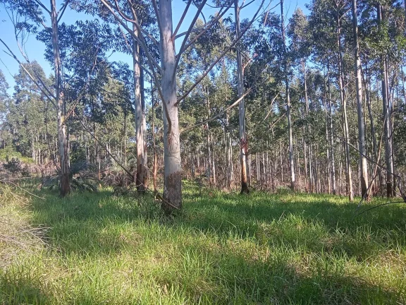 Imagem Excelente Área para Investimento - 29 Hectares, Pimenta, Viamão/RS