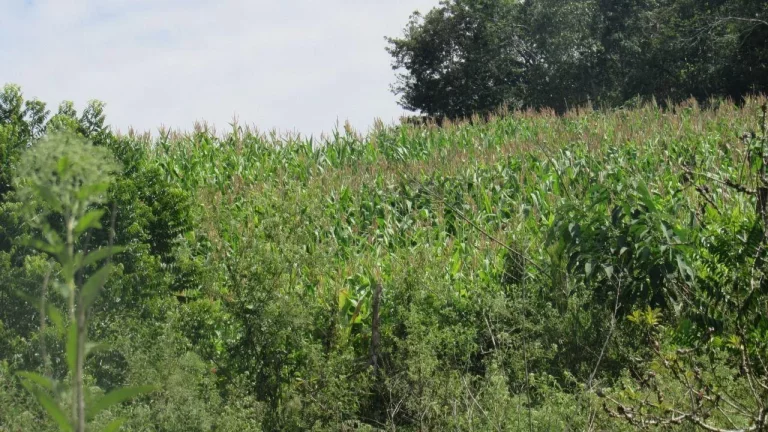 Imagem Área Agrícola para Venda em Concórdia, Rural