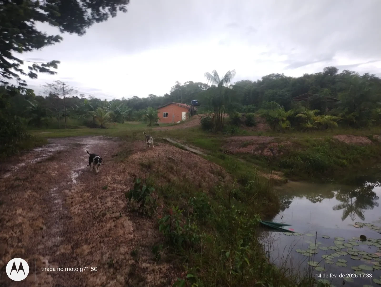 Imagem Fazenda à Venda, 46 HA em Acará - Acará