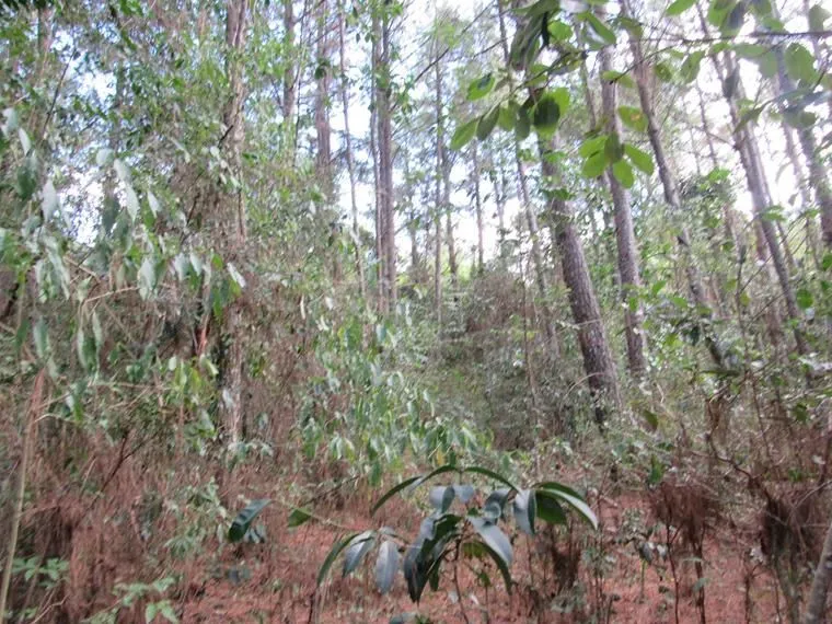 Imagem Área 53851,44 m² no Beco da Paixão Bairro Lomba do Pinheiro