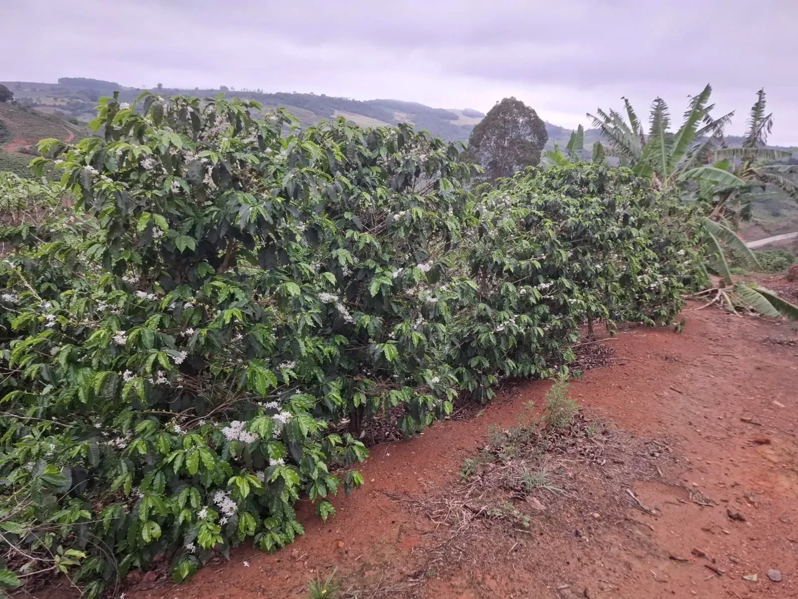 Imagem Sítio à Venda, 2 alqueireSP em Zona Rural - Divinolândia