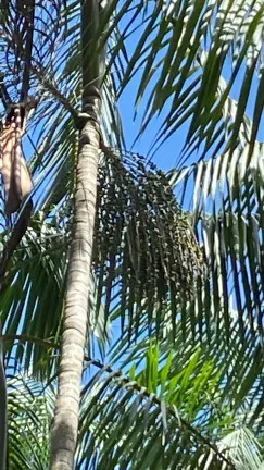 Imagem Chácara à Venda, 450.000 m² em Centro - Santo Antônio do Tauá