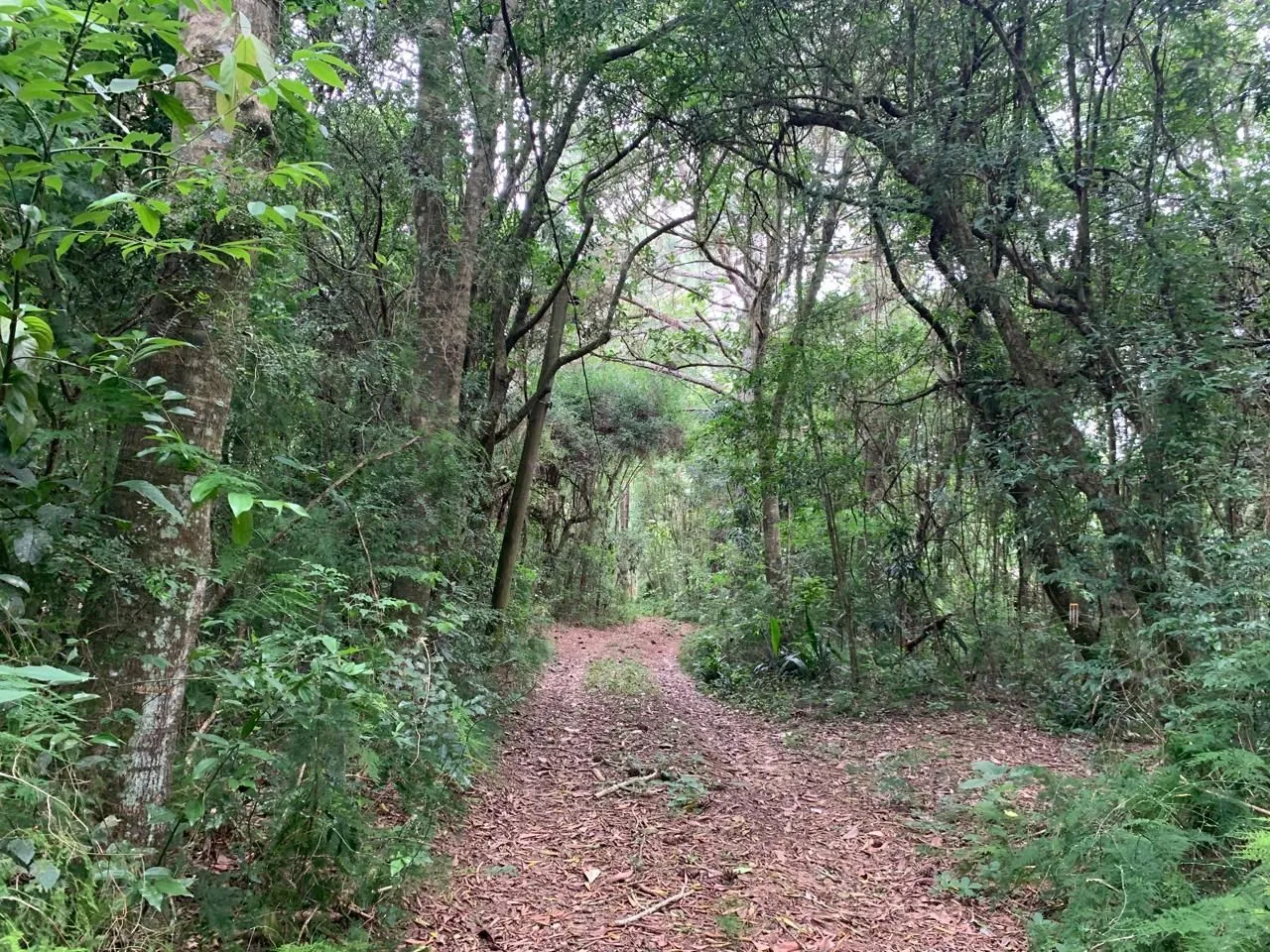 Imagem Lindo Sítio em Águas Claras - Viamão