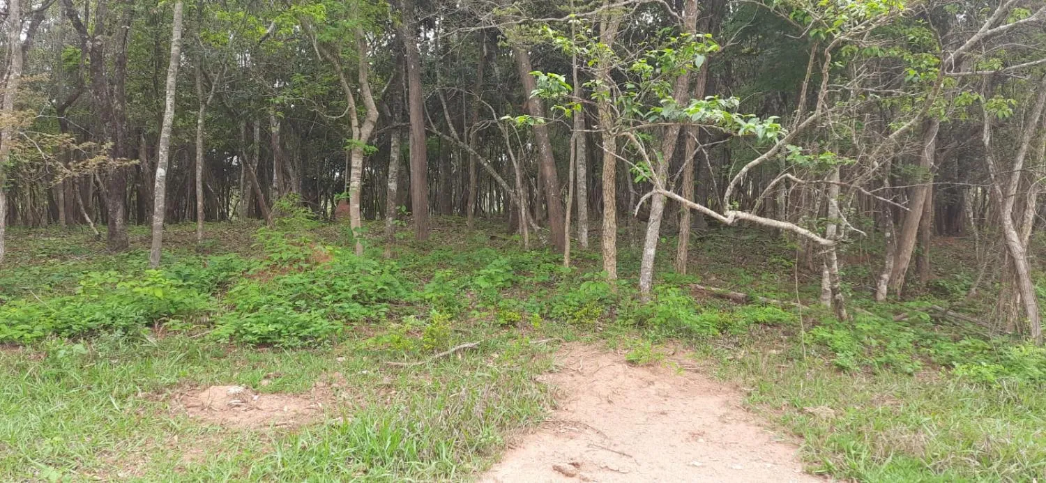 Imagem Terreno à Venda em Carmópolis de Minas 13,5 hectares, todo formado