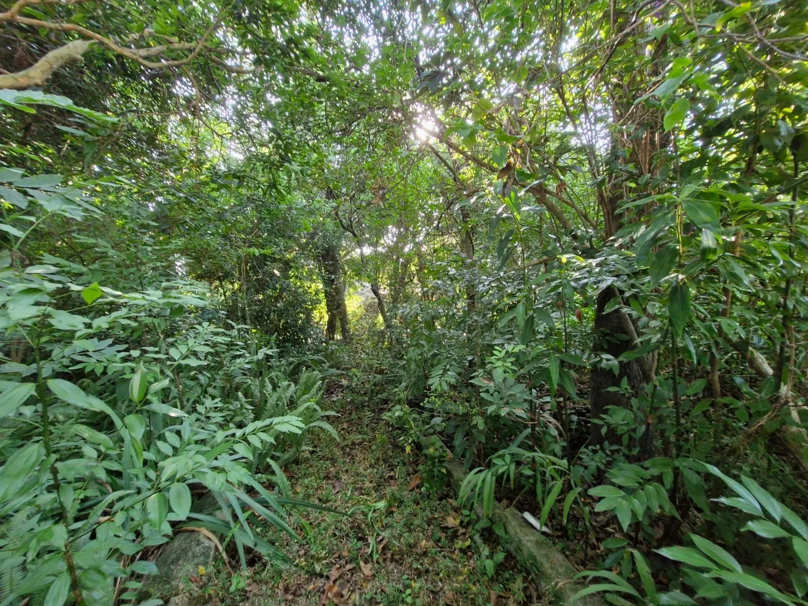 Imagem Terreno em Teresópolis