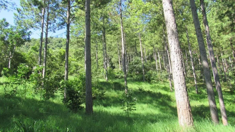 Imagem Área Agrícola para Venda em Jaborá, Rural