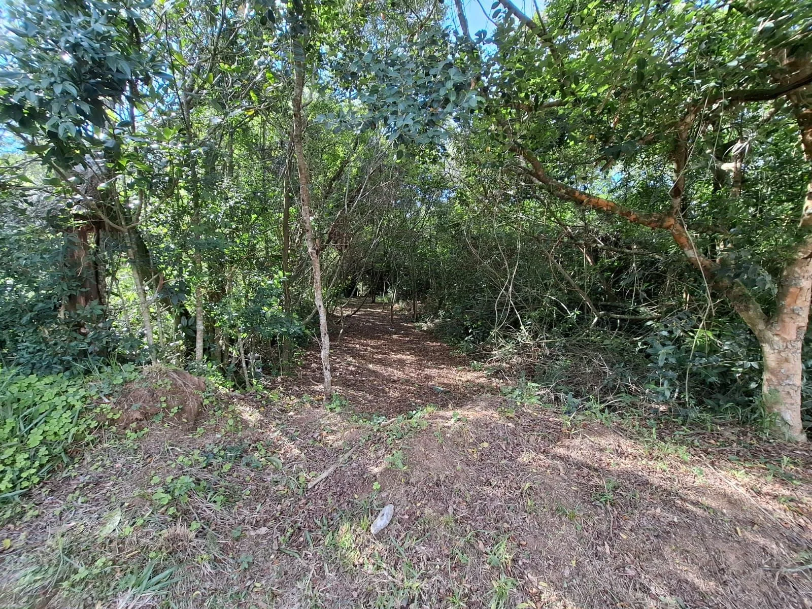 Imagem Vendo terreno 20,62X65.46 - Av costa gama