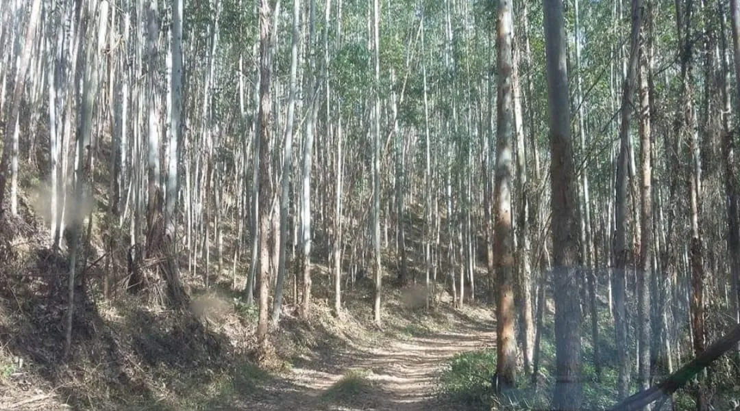 Imagem Chácara à venda 4 Quartos, 4 Suites, 1452000M², Zona Rural, Salesópolis - SP