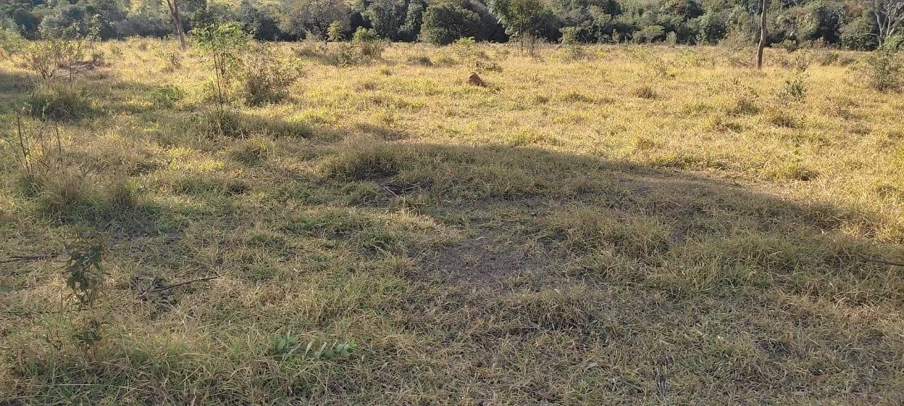Imagem Vendo uma excelente fazenda na região de Itaúna/MG 212 hectares de terra