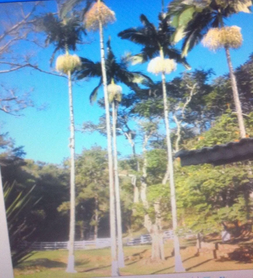 Imagem Chácara à venda 3 Quartos, 3 Suites, 1089000M², Centro, Roseira - SP