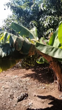 Imagem Chácara Lazer e Moradia em Socorro!