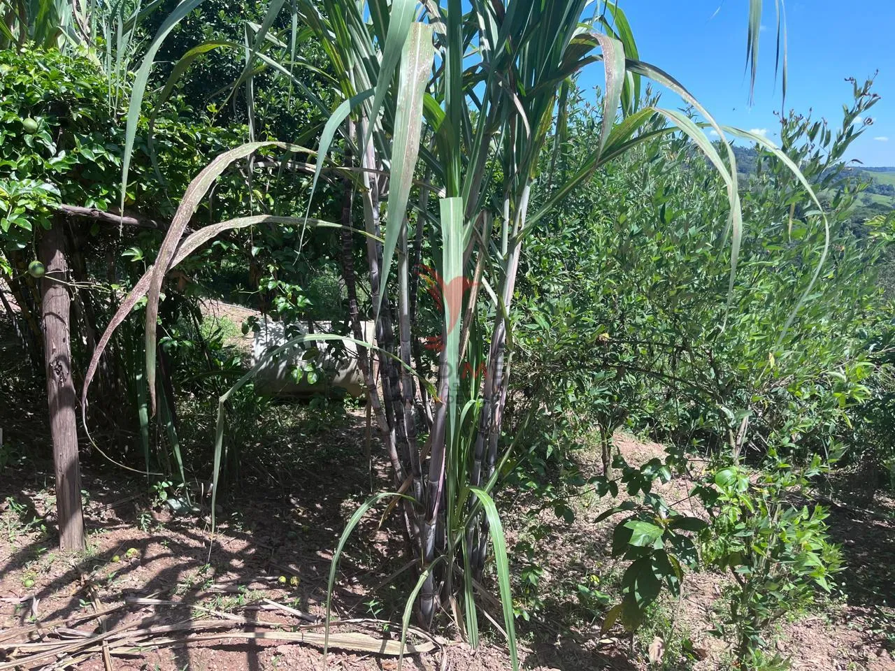 Imagem Sítio com 8.000 metros a venda em Araçariguama, no bairro Ella