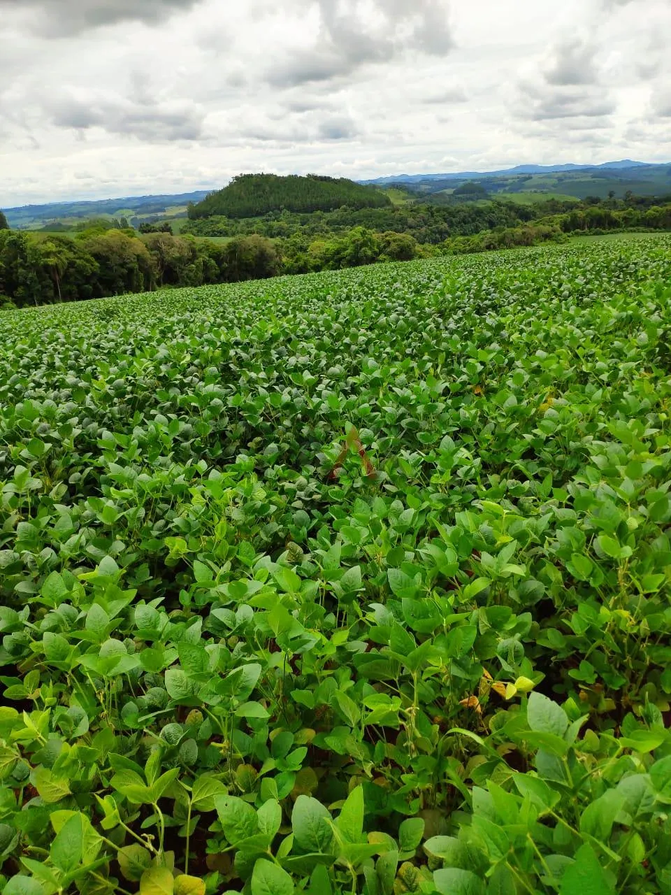 Imagem Fazenda à venda,260000.00m , CAMPINA DO SIQUEIRA, CANDOI - PR