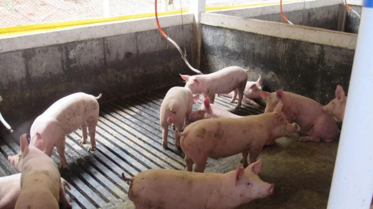 Imagem Área Agrícola para Venda em Peritiba, Lageado Mirim