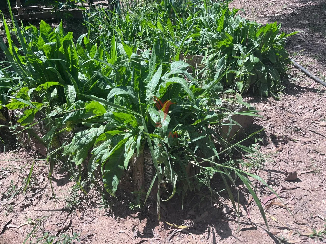 Imagem Sítio com 8.000 metros a venda em Araçariguama, no bairro Ella
