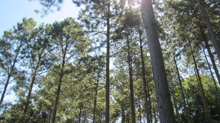 Imagem Área Agrícola para Venda em Jaborá, Rural