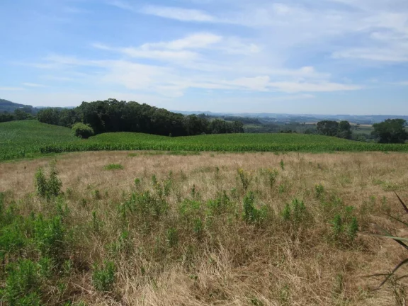 Imagem Área Agrícola para Venda em Concórdia, Rural