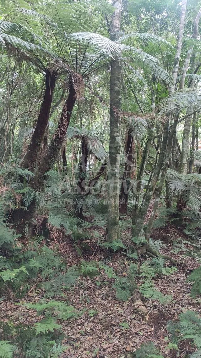 Imagem Terreno para venda loteamento colinas, são francisco de paula - 600m²