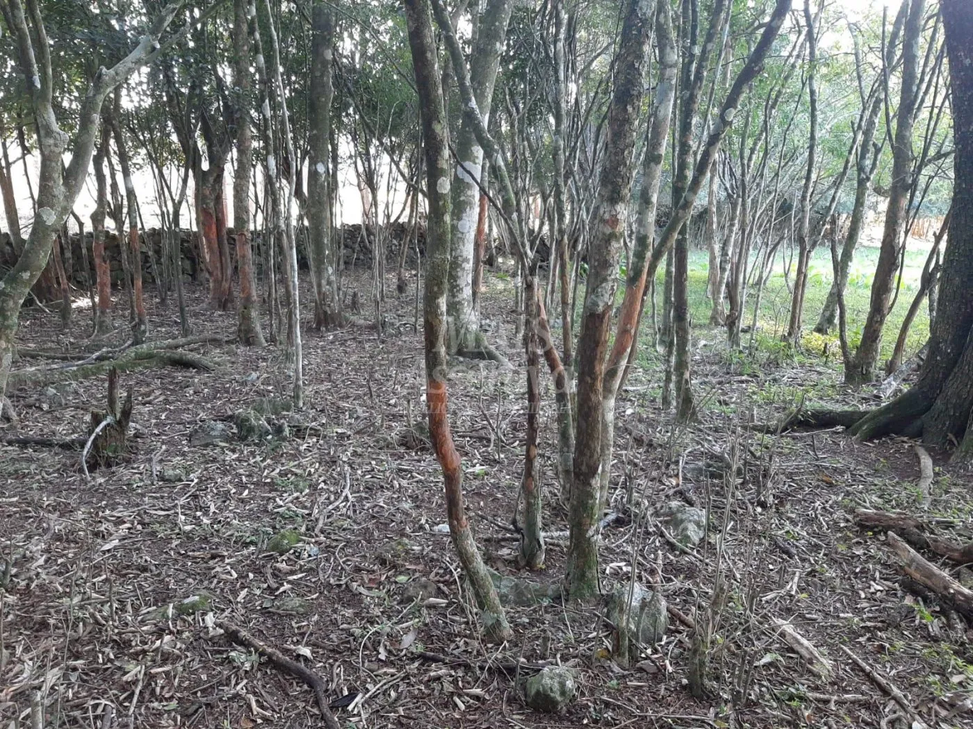 Imagem Área de 10 hectares para venda em São Francisco de Paula
